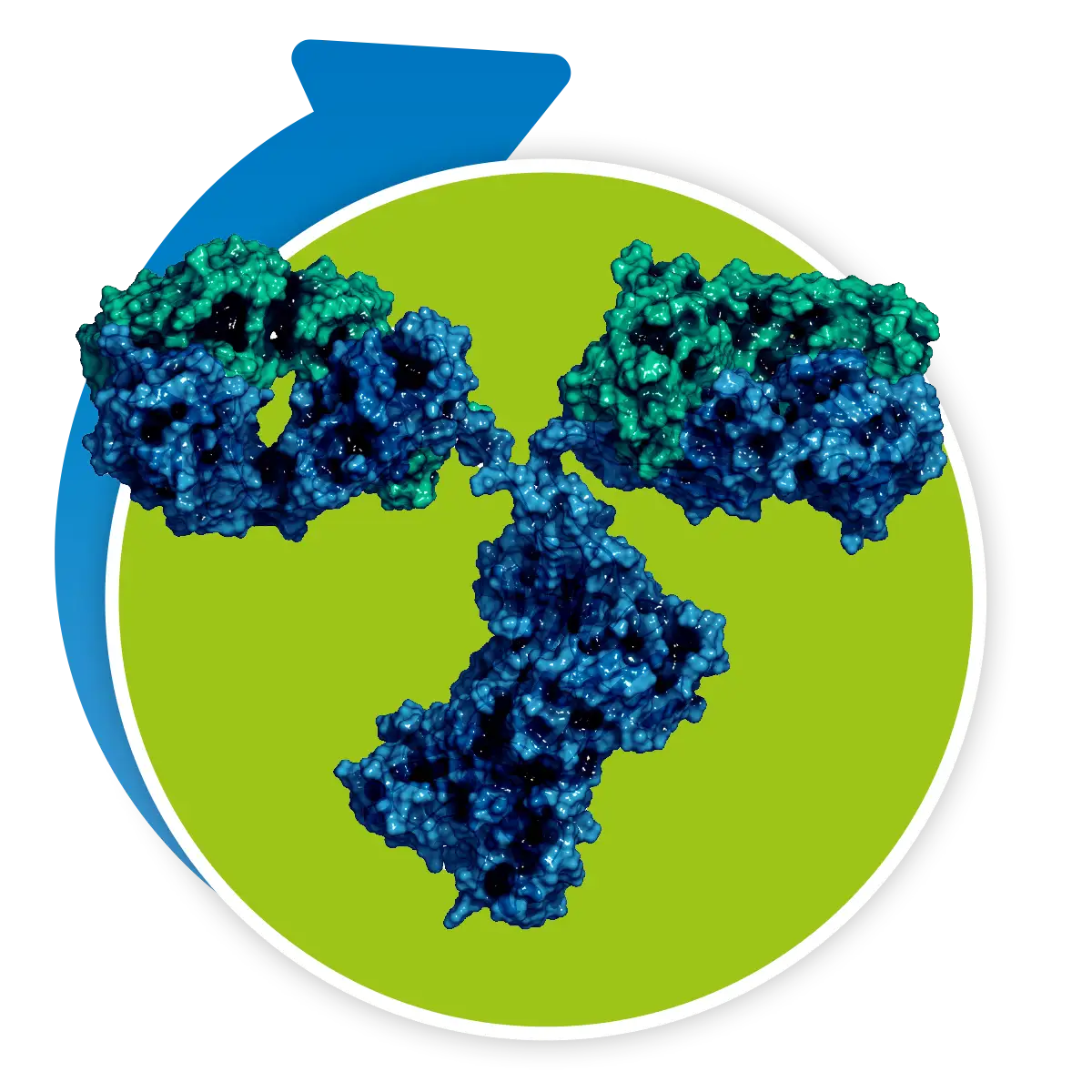 Graphic depicting biosimilar IL-6 monoclonal antibody 